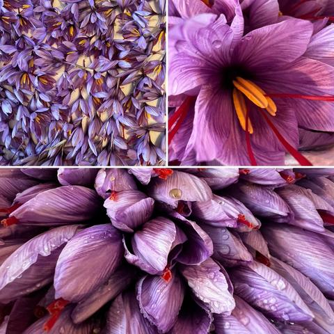 Verschiedene Bilder mit der Safran-Blüte, lila gelb rote Safran Zungen